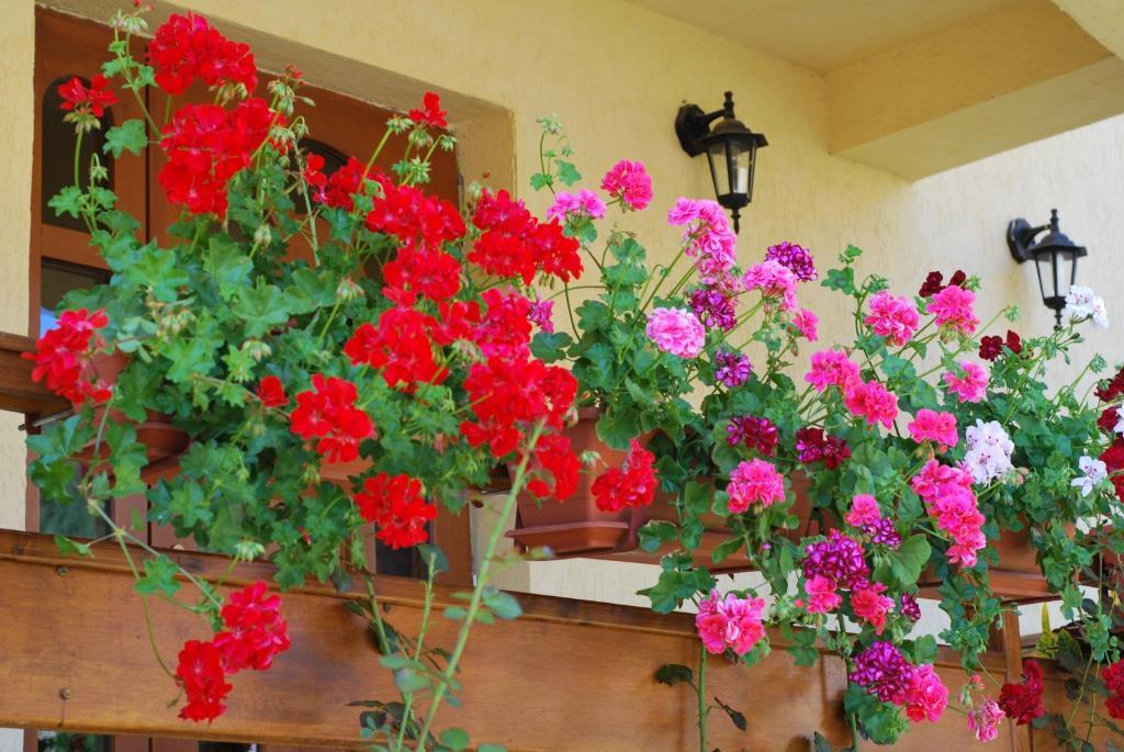 Casa Anca Boutique Hotel Timisu de Jos Luaran gambar